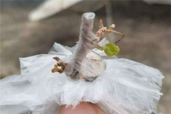 三角梅套塑料袋能促进发芽吗？