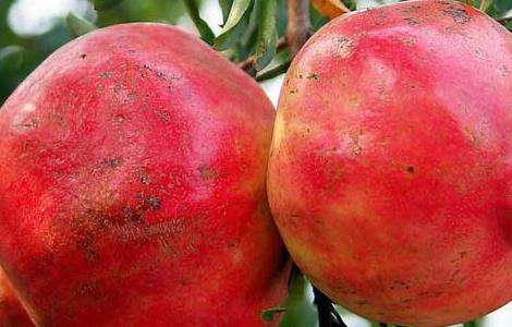 石榴什么时候成熟？