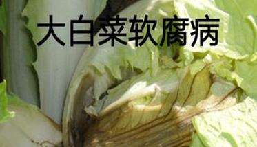 大白菜病虫害防治:白菜病毒病、霜霉病等
