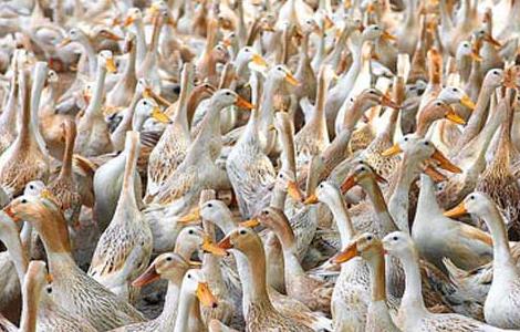 肉鸭养殖如何节省饲料？