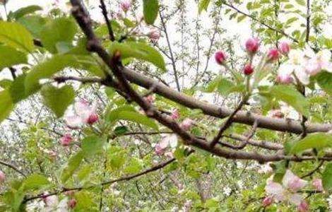 苹果树花期管理要点
