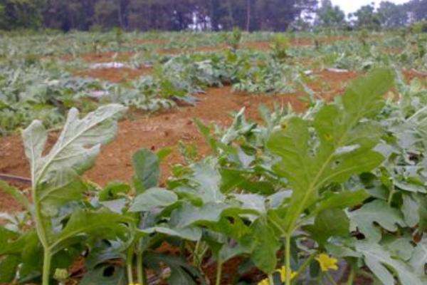 西瓜施肥时间及多久？