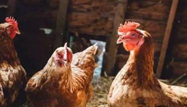 家禽沙门氏菌有什么症状 感染后怎么治疗？