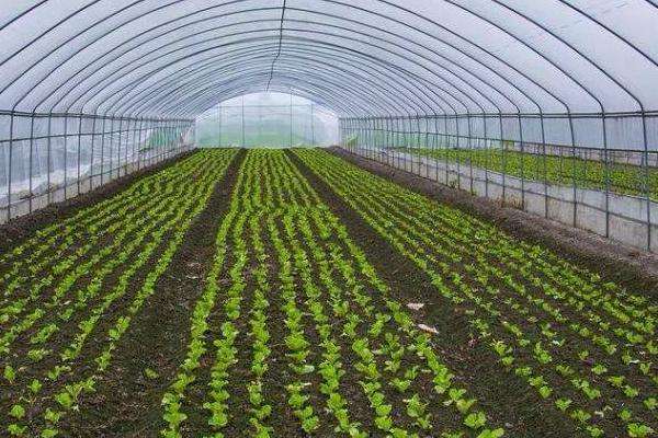 反季节大棚蔬菜种植技术