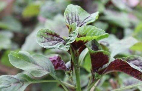 苋菜如何种植可高产