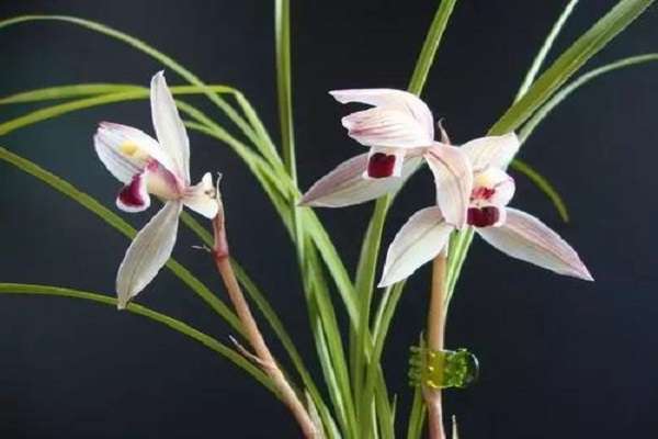 兰花叶子有黑斑是怎么回事 应该怎么多久？