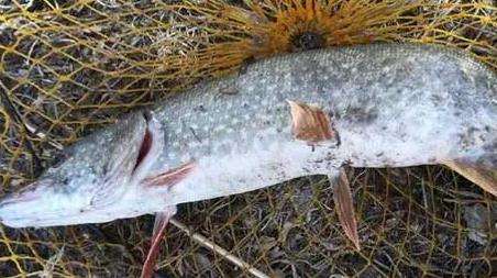 路亚狗鱼最佳时间和技巧