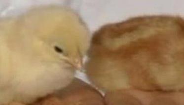 新生雏鸡辨别公母多久？