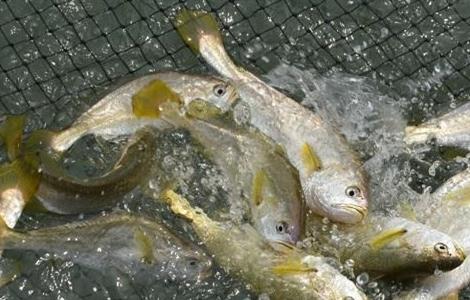 黄花鱼养殖管理