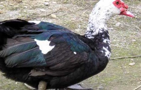 火鸭的养殖前景