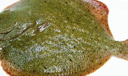 多宝鱼常见病害的防治多久?