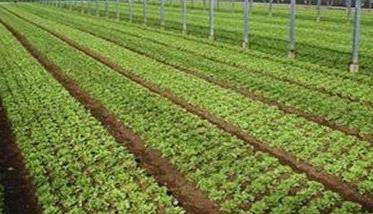生菜定植株行距是多少 生菜定植方法与步骤
