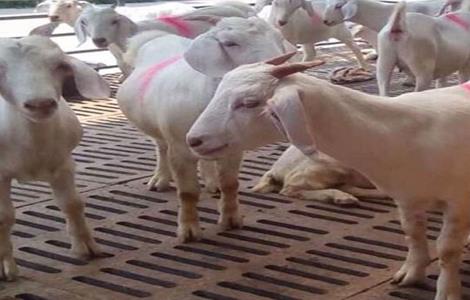 种羊淘汰后怎么育肥