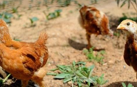 散养鸡的养殖多久？