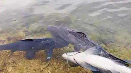 钓青鱼技巧及注意事项