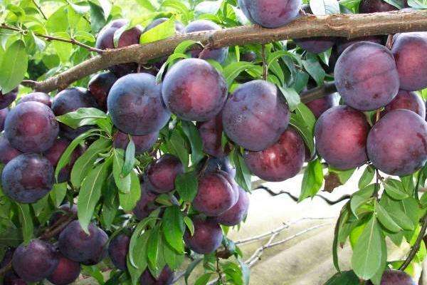 黑布林是李子吗？其种植技术是什么？