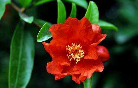 石榴树什么时候开花？