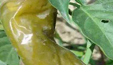 辣椒软腐病的症状有哪些 如何防治？