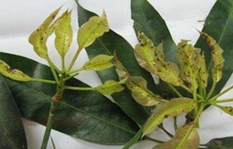 芒果常见病虫害的防治多久？