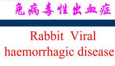 兔病毒性出血症的症状表现与流行特点