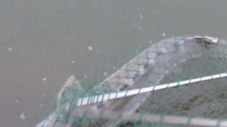 钓鲟鱼怎么钓上鱼快