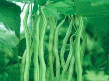 芸豆和扁豆的不同之处有哪些?