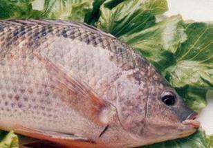 鲤鱼的营养价值及功效 鲤鱼肉的功效是什么?