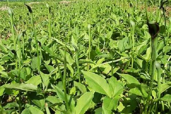 半夏是什么植物 有哪些功效作用