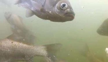 鲫鱼在什么季节产卵 鲫鱼产卵需要什么条件