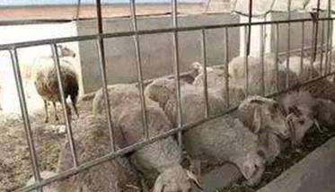 如何掌握舍饲养羊技术