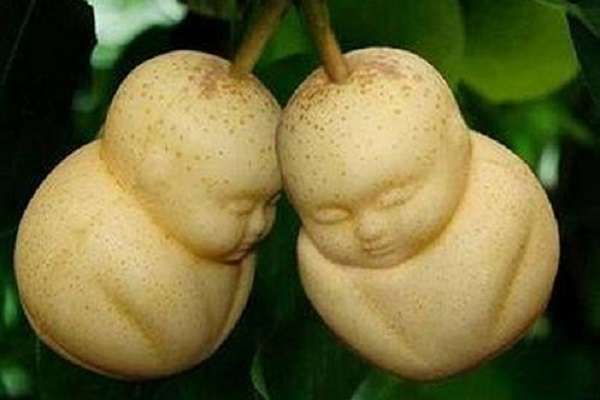 盆栽人参果如何修剪 人参果的修剪多久？