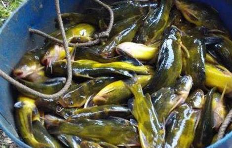 黄颡鱼养殖注意事项