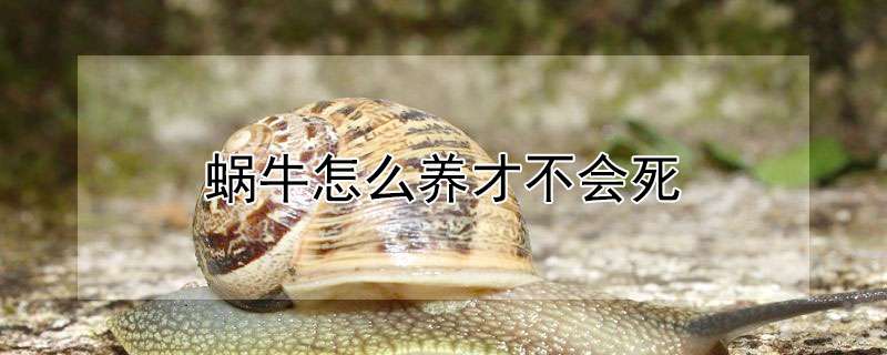 蜗牛怎么养才不会死