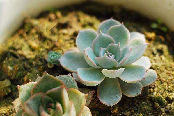 多肉摊大饼能恢复吗 具体方法是什么？