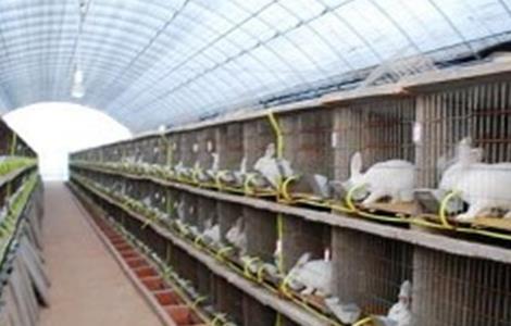 兔子养殖中暑怎么办？