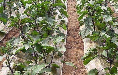 茄子猝倒病的防治多久？