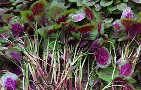 苋菜如何种植可高产