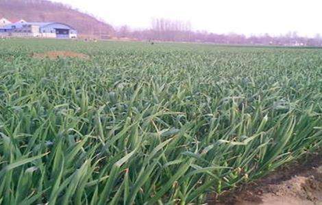 春播大蒜种植技术