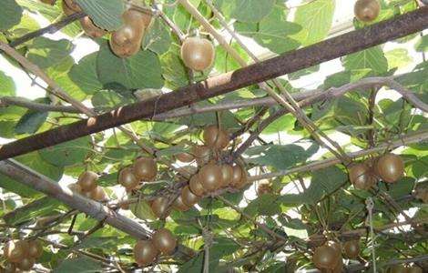 猕猴桃树修剪注意事项