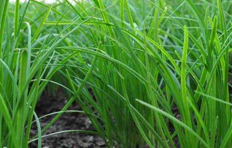 韭菜的种植技术