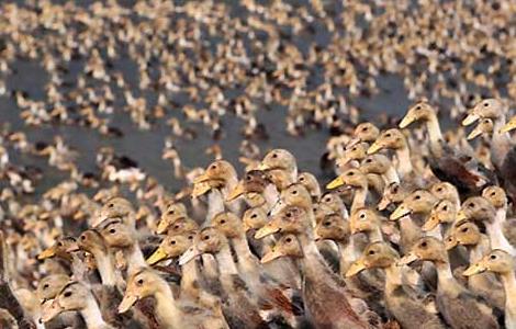 肉鸭养殖如何节省饲料？