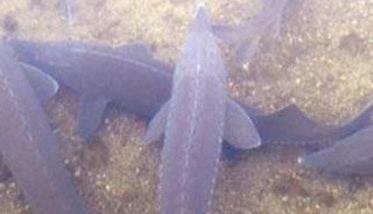 鲟鱼鱼种怎么培育 鲟鱼(匙吻鲟)鱼种培育多久？