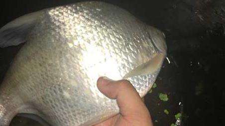 春季钓鳊鱼是钓底还是钓浮