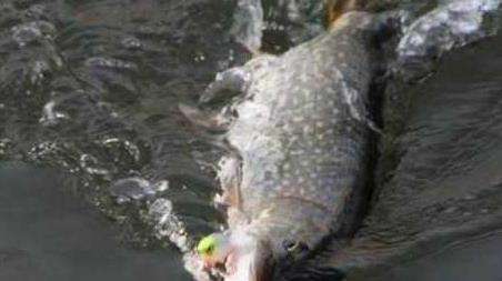 路亚狗鱼最佳时间和技巧