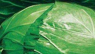 甘蓝裂球怎么回事？如何防治甘蓝裂球？