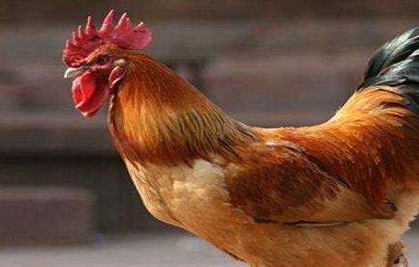 种鸡掉毛现象产生的原因 