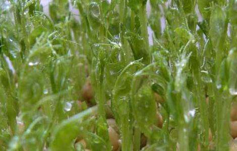 龙须菜的种植多久?