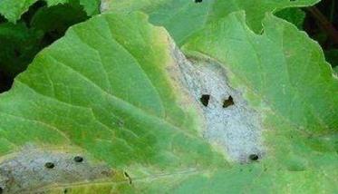 萝卜常见病害及防治技术要点