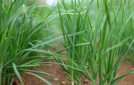 韭菜的种植技术