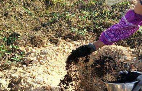 猕猴桃什么时候施肥 猕猴桃施肥多久?